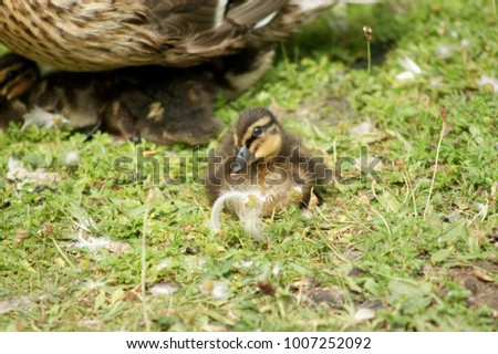 Wild baby duck