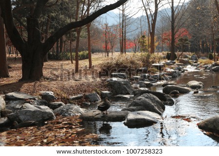 Eastern spot-billed ducks swimming on the stream in autumn, South Korea