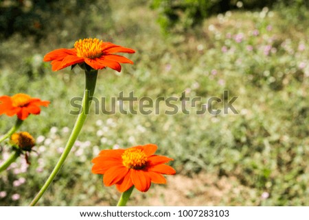 Beautiful Orange Zinnia flower with green background.look from side view.