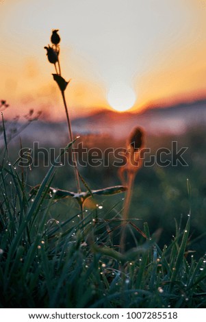 Sunset on the picturesque meadow. The sun brightens the dark plants. The yellow sky shone brightly. A misty dawn in the meadows.