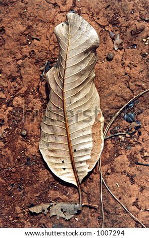 Asiatic dry leaf