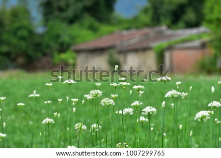Simple rural planting a wide range of Chinese chives flowering.