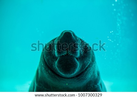 A manatee swimming in a tank 