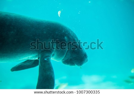 A manatee swimming in a tank 