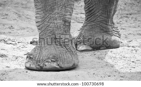 Close-up on an elephant's legs and feet, black and white picture