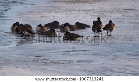 Canadian Geese on ice near open water