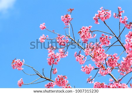 The beautiful of pink cherry blossoms, Prunus cerasoides in Thailand. 