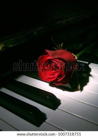Red rose on piano
