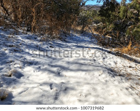 This is a picture of a snowy path in the forest.