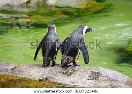 African Penguins is a penguins that confines to southern African waters and is a pursuit diver and feed primarily on fish and squids.