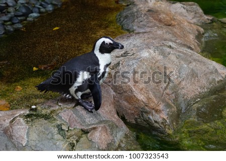 African Penguins is a penguins that confines to southern African waters and is a pursuit diver and feed primarily on fish and squids.