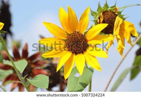 Yellow sunflower close up view.