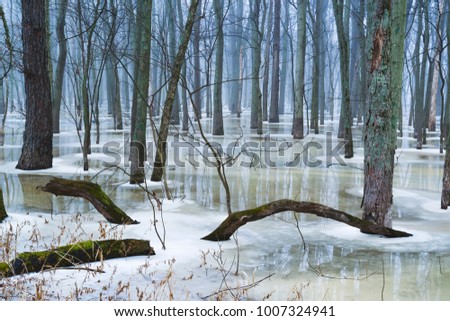 Melting snow gives way to reflections on a flooded midwest forest.