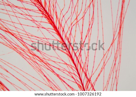 Detail of a red bird feather under the microscope.