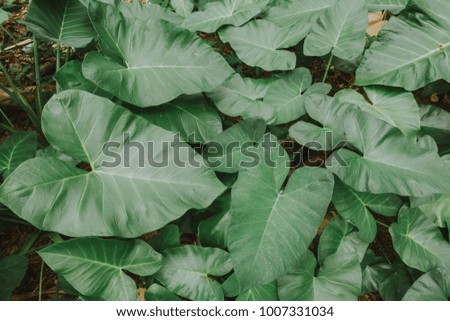 Close up tropical nature green leaf caladium texture background.Low key Dark lighting Nature background, green leaves in natural light and shadow.Tropical forest and travel adventure concept.