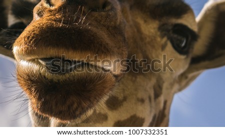 Close-up of a giraffe with its tongue out