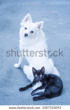 Young little black cat and white german spitz dog

