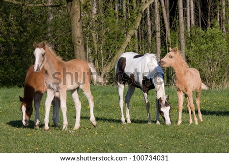Herd pony horses on meadow