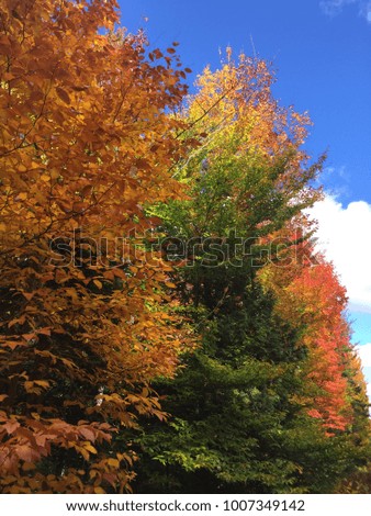 Brightly coloured maple trees in the autumn (Quebec, Canada)