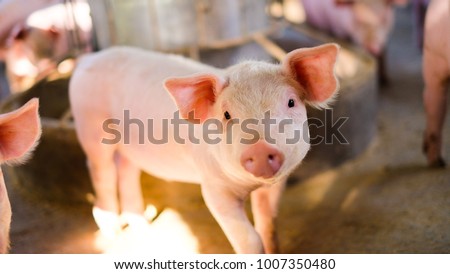 Close-up of a pig picture portrait cute, farm in Thailand.
