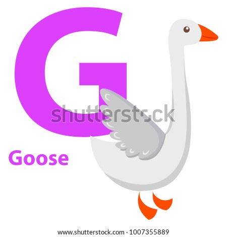 White Goose with purple letter G on ABC poster for children. Domestic bird with red paws and beak isolated on white.  illustration of primary education card with cartoon animals graphic design.