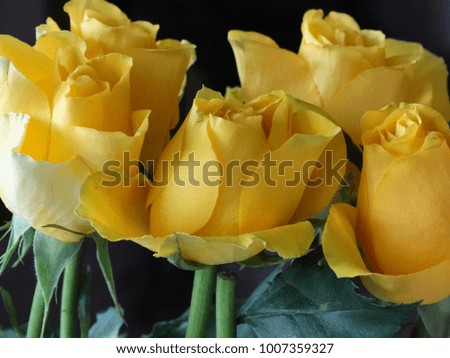 yellow roses for present