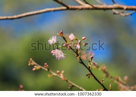 Choose soft focus, beautiful cherry blossom and Prunus cerasoides in Japan. Bright pink flowers of Sakura on high mountains and sakura himalaya background with beautiful natural scenery.