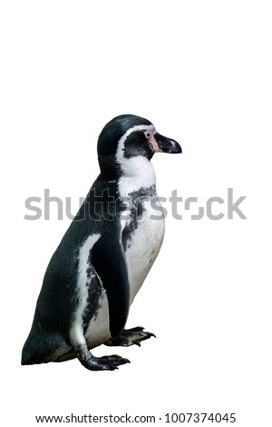 Humboldt penguin standing