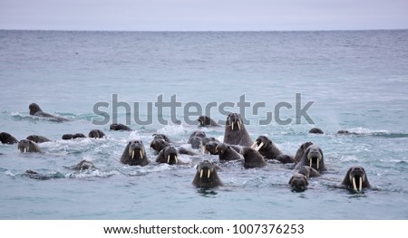 Walrus family in the sea
