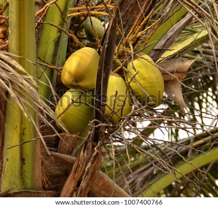Bunch of yellow coconuts grow on a coconut tree. Beautiful photo of coconuts handing on a tree. Amazing tropical nature. Agricultural industry.  