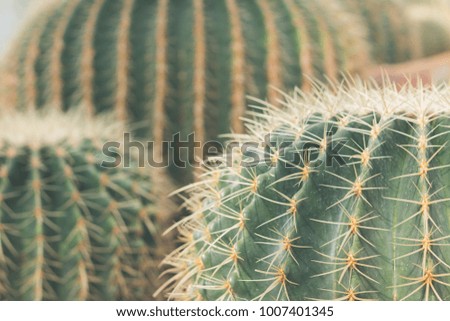 Cactus as background, Round Cactus in sand inside greenhouse with evening sunlight shine through.