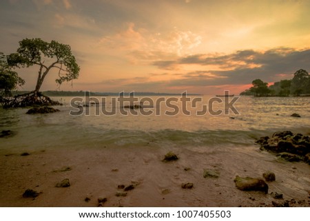 single tree standing in beautiful beach sunrise view