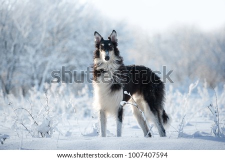 Black and white borzoi dog with the fluffy tail stands in the snow on the white winter background