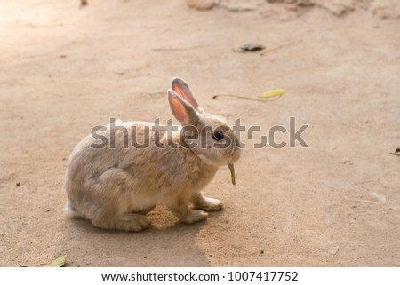 Cute rabbit is sitting, Bunny, Easter's day.