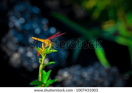 Beautiful Red Dragonfly