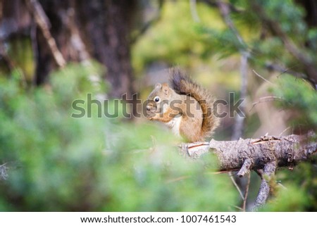 little squirrel eating