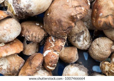 Close up picture of forest mushroom boletus