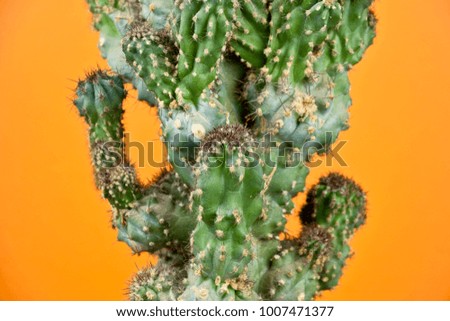 green cactus on orange background