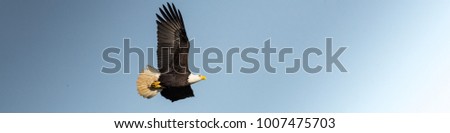 Eagle Soaring over Edison, WA