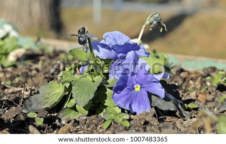 Early spring garden pansy. Winterer flowers. 