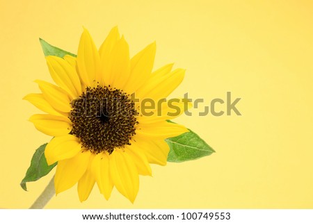 I took a sunflower in a yellow background.