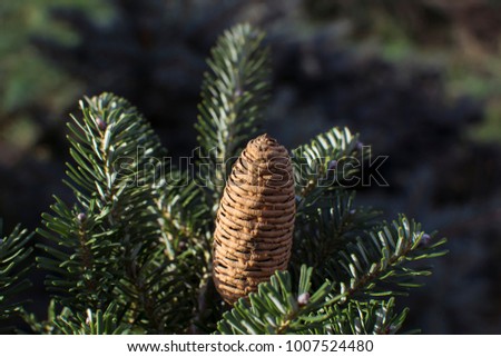 Fir cone and foliage Royalty-Free Stock Photo #1007524480