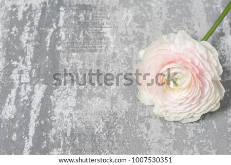 one pink ranunculus lying on table. Rustic background with copy space. Close up Persian buttercup flower.