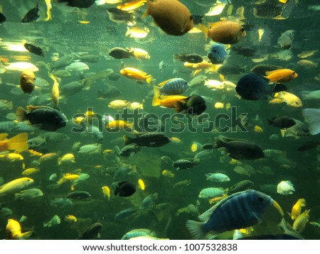 Photoshoot of a School of fish at the Aquarium 