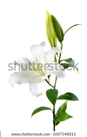 white Lily on white background Royalty-Free Stock Photo #1007548015