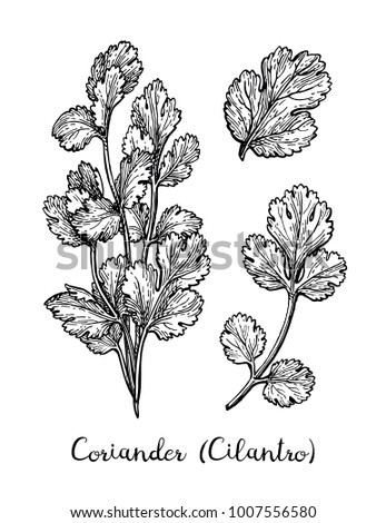 Coriander, also known as cilantro or Chinese parsley. Ink sketch set isolated on white background. Hand drawn vector illustration. Retro style. Royalty-Free Stock Photo #1007556580
