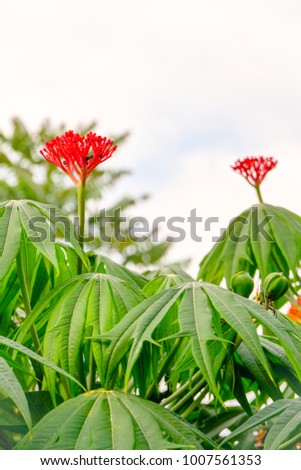 The red flower of Jatropha podagrica tree in the white sky background.