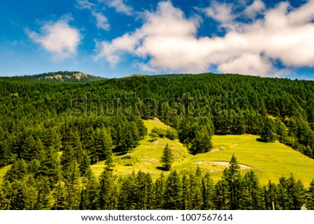 A view of forest on the Mountain