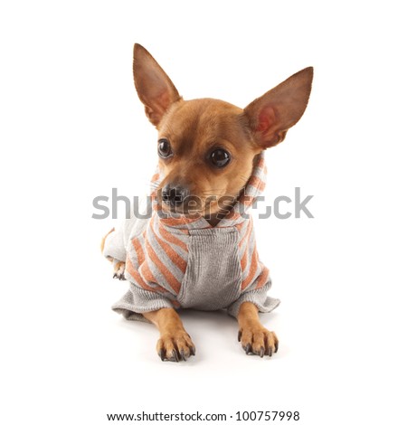 Dressed Chihuahua isolated on white