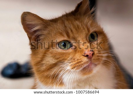 Red ginger cat head close up looking at he camera green eyes. Bigbord, lightbox, 